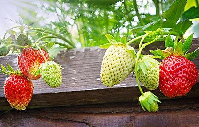 《街霸6》新更新发布 强化部分不容易充分发挥个性的角色